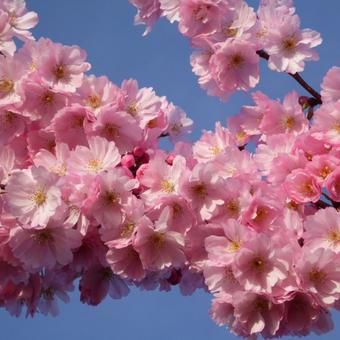 Prunus 'Accolade'