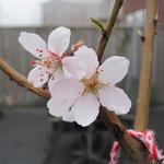 Prunus dulcis - Amandelboom, Zoete amandel