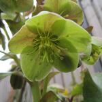 Helleborus x sternii - Nieskruid