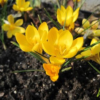 Crocus chrysanthus 'Dorothy'