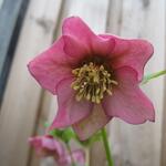 Helleborus orientalis 'Red Hybrids' - Nieskruid