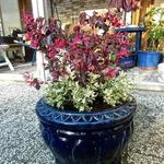 Loropetalum chinense 'Black Pearl' - Chinese franjeboom