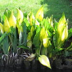 Lysichiton americanus - Moerasaronskelk