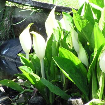 Lysichiton camtschatcensis