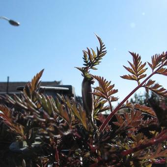 Anthriscus sylvestris 'Ravenswing'