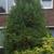 Cryptomeria japonica  'Cristata'