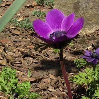 Anemone coronaria  'De Caen'