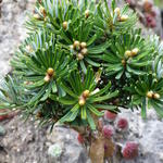 Abies koreana ‘Wellenseind’ - Koreaanse zilverspar