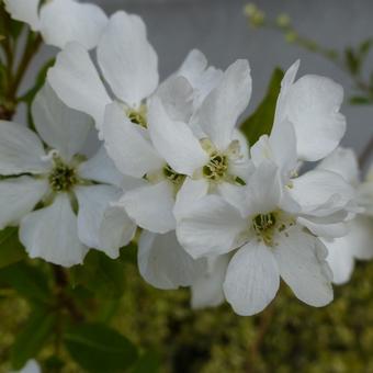 Exochorda racemosa