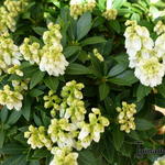 Pieris japonica 'Erik' - Rotsheide