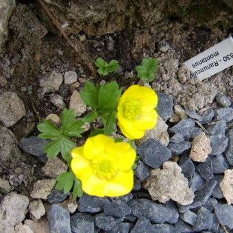 Ranunculus montanus