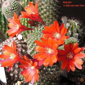 Rebutia