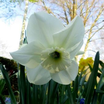 Narcissus 'Princess Zaide'