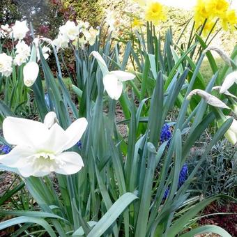 Narcissus 'Princess Zaide'