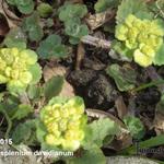 Chrysosplenium davidianum - Chinese goudveil