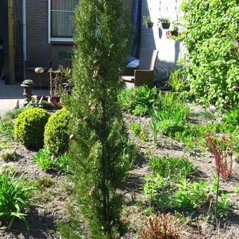 Cupressus sempervirens 'Stricta'