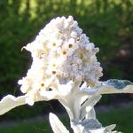 Buddleja 'Silver Anniversary' - Vlinderstruik