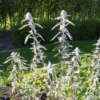 Buddleja 'Silver Anniversary'