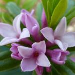 Daphne x transatlantica 'Pink Fragrance' - Peperboompje