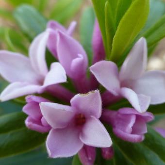 Daphne x transatlantica 'Pink Fragrance'