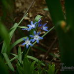 Chionodoxa - Sneeuwroem