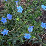 Lithodora diffusa `Grace Ward` - Parelzaad, Steenzaad