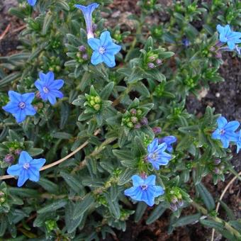 Lithodora diffusa `Grace Ward`