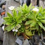 Androsace armeniaca var. macrantha - Rotsjasmijn, Manneschild