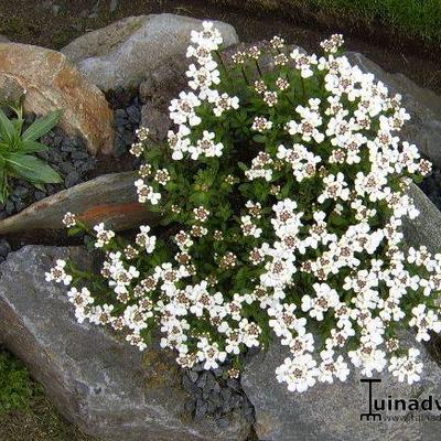 Iberis sempervirens - Scheefbloem