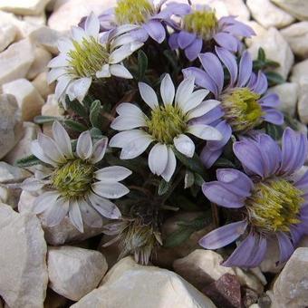 Townsendia leptotes