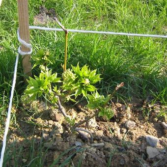 Staphylea pinnata