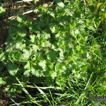 Urtica dioica - Grote brandnetel