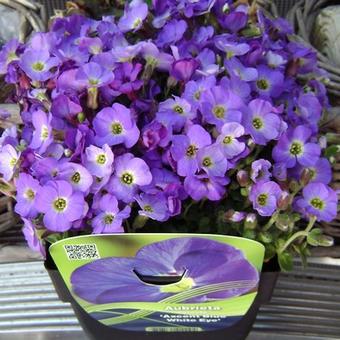 Aubrieta AXCENT 'Blue with Eye'