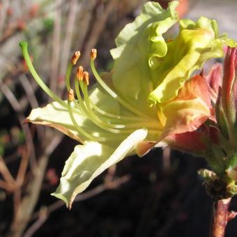 Rhododendron 'Lapwing'