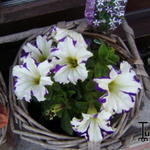 Petunia 'CRAZYTUNIA Starlight Blue' - Petunia