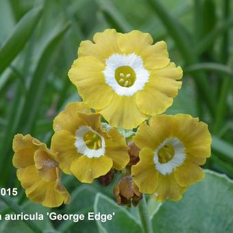 Primula auricula 'George Edge'