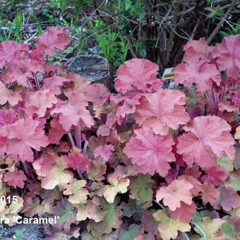 Heuchera 'Caramel'