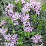 Daphne x susannae ‘Tichborne’ - Peperboompje