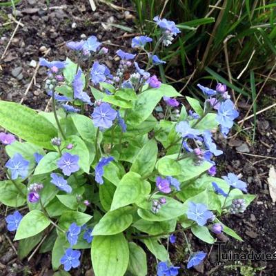 Amerikaans vergeet-mij-nietje - Omphalodes cappadocica 'Cherry Ingram'