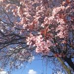 Prunus serrulata 'Royal Burgundy' - Japanse sierkers