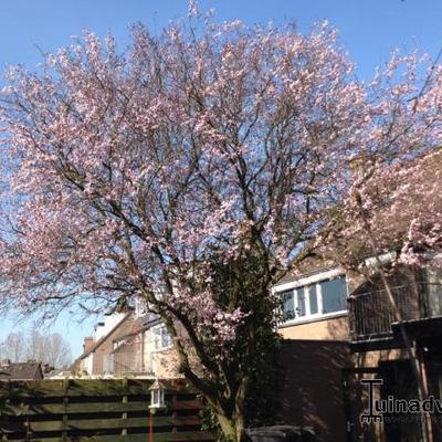 Japanse sierkers - Prunus serrulata 'Royal Burgundy'