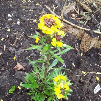 Erysimum 'Yellow Bird'