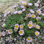 Erigeron sp. (Bighorn Mountains) - Zomerfijnstraal