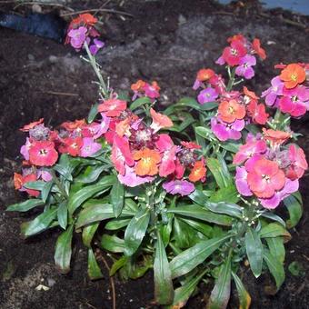 Erysimum 'Red Jep'