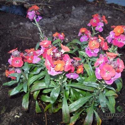 Steenraket, Muurbloem - Erysimum 'Red Jep'