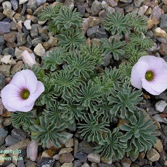 Oxalis enneaphylla