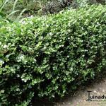 Buxus microphylla 'Faulkner' - Buxus