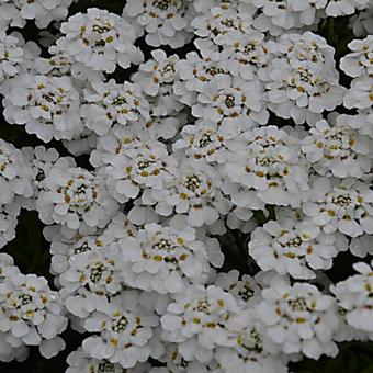 Iberis sempervirens 'Snowflake'