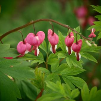 Lamprocapnos spectabilis