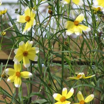 Bidens aurea 'Hannay's Lemon Drop'